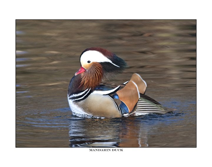 6159 mandarin duck drake.jpg